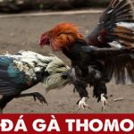 Thomo hôm nay Mod