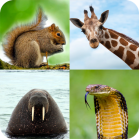 Animal Quiz: Guess the Animal Mod